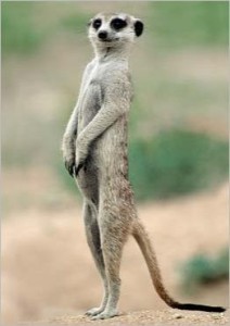 meerkat